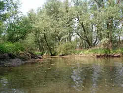 Saulaie, habitat idéal pour le castor