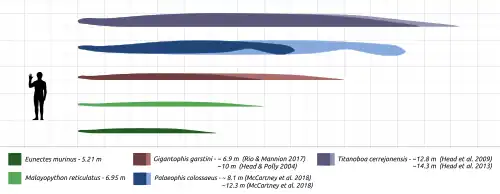 Diagramme montrant les différentes tailles des grands serpents fossiles et actuels par rapport à l'homme (montré en noir) : Titanoboa (montré en violet) ; Palaeophis (montré en bleu) ; Gigantophis (montré en rouge) ; python réticulé (montré en vert clair) ; anaconda vert (montré en vert foncé).