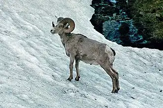 Mouflon d'Amérique