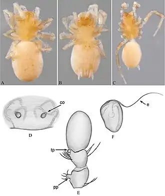 Description de l'image Bigois antarctica (10.3897-evolsyst.2.24122) Figure 9.jpg.