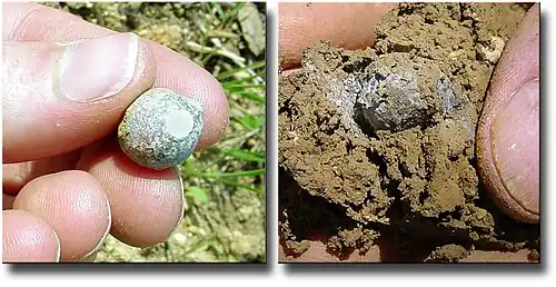 Gauche : bille de plomb sur sol calcaire. Droite : à - 60&nbsp;cm, issue d'un obus shrapnell tiré entre 1914 et fin 1918, récupérée à 60&nbsp;cm de profondeur dans un site bouleversé par la guerre de 14-18 (près de Verdun)