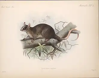 Description de l'image Biologia Centrali-Americana (Tab 21) (8093945647).jpg.