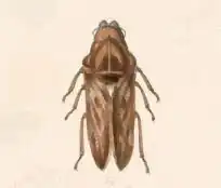 Endoiastus caviceps (Endoisatinae)