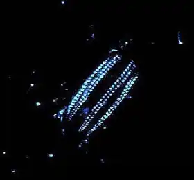 Euplokamis sp. (Euplokamididae)