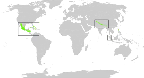 Principales zones : Amérique centrale, Grandes Antilles, piémont himalayen, Nord des Philippines, Sumatra.