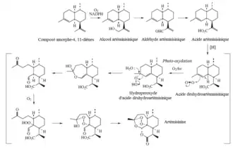 Étapes de la biosynthèse de l'artémisinine