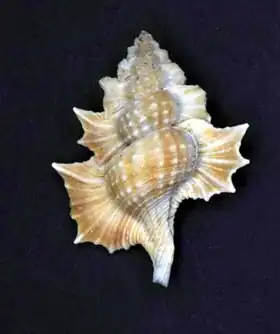 Description de l'image Biplex aculeata 001.jpg.