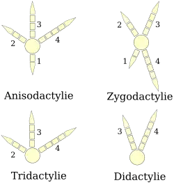 Schéma montrant les quatre grandes dispositions des doigts des oiseaux : l'anisodactylie (trois doigts vers l'avant et un doigt à l'arrière), la zygodactylie (deux doigts à l'avant et deux à l'arrière), la tridactylie (trois doigts disposés vers l'avant) et la didactylie (deux doigts disposés vers l'avant).