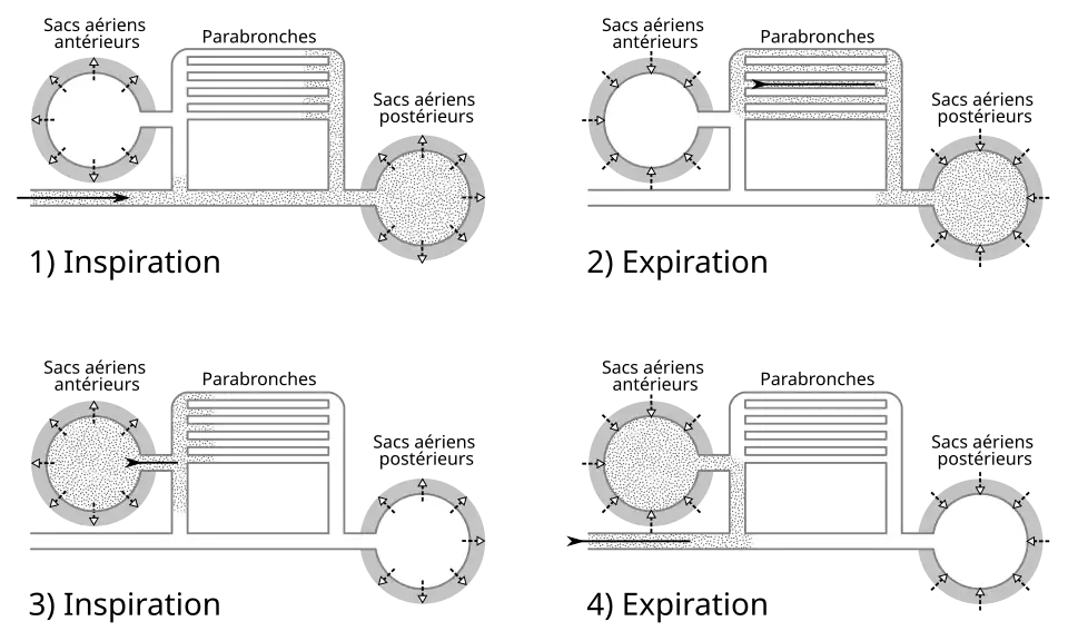 Flux de l'air à travers les sacs aériens et les poumons des oiseaux