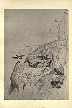 Corneilles mantelées sur une carcasse de mouton