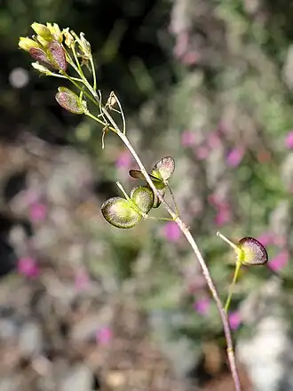 Description de l'image Biscutella rotgesii, Corsica.jpg.