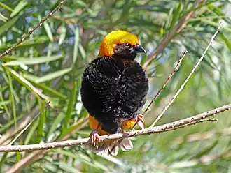 Description de cette image, également commentée ci-après