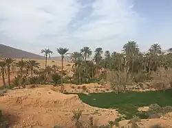 Une palmeraie sur le piémont.