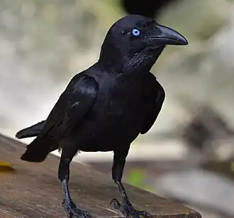 Description de l'image Bismarck Crow imported from iNaturalist photo 406257676 on 8 August 2024.jpg.