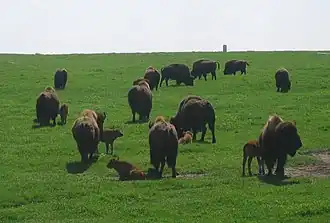 Bison américain (Blue Mounds Park, Minnesota, États-Unis).