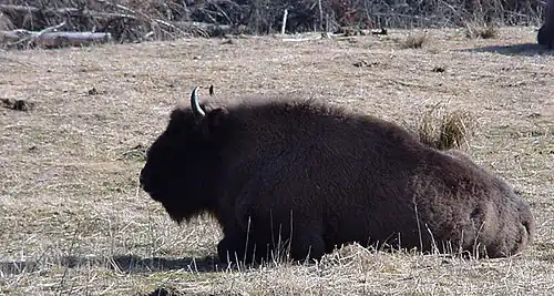 Bison ruminant.