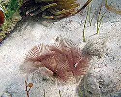 Bispira melanostigma