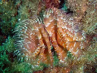 Bispira volutacornis