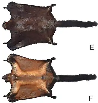 Description de l'image Biswamoyopterus laoensis.jpg.