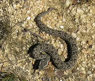 Description de l'image Bitis atropos, Berg Adder in the Cedarberg.jpg.