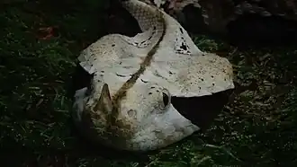 Ménagerie du jardin des plantes - Paris/France