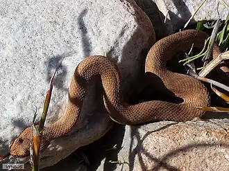 Description de l'image Bitis rubida 15741593.jpg.