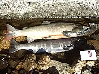 Truite biwa (Oncorhynchus rhodurus)