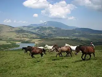 Groupe de chevaux albanais en montagne.
