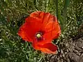 Coquelicot