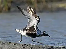 Photographie d'un pluvier argenté écartant les ailes, montrant sa tache noire à la base de l'aile.