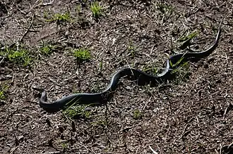 Description de l'image Black-bellied Swamp Snake (Hemiaspis signata).jpg.