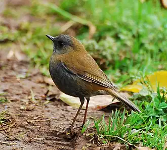 Description de l'image Black-billed Nightingale-thrush.jpg.