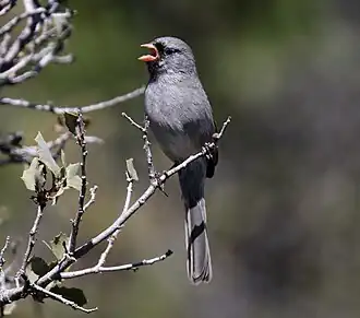 Description de l'image Black-chinned Sparrow (Spizella atrogularis) (16690054929).jpg.