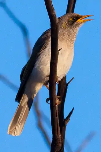 Description de l'image Black-eared Miner (Manorina melanotis) (8079664126).jpg.