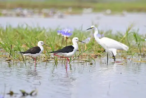 Black-winged Stilt et Dimorphic Egret du lac Kinkony, Boeny, Madagascar.