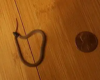 Description de l'image BlackHeadedSnake.jpg.