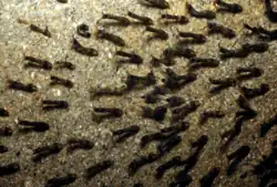 Disposition typique des larves dans le courant.