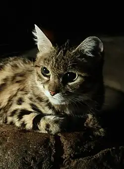 Portrait d'un Chat à pieds noirs au zoo de Cincinnati.