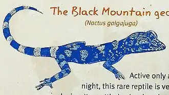 Description de l'image Black Mountain (Kalkajaka) National Park, Queensland 05 Nactus galgajuga.jpg.