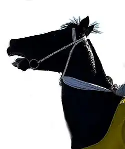 Une tête de cheval noir levée.