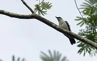 Description de cette image, également commentée ci-après