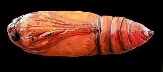 Description de l'image Black cutworm pupae.jpg.