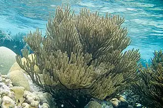 Plexaura homomalla