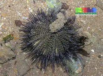 Temnopleurus toreumaticus.