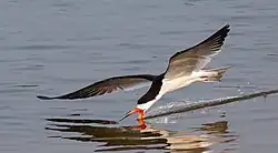 Un oiseau volant raz de l'eau d'une rivière, la mandibule inférieure plongée dans l'eau tandis que la supérieure reste en l'air.