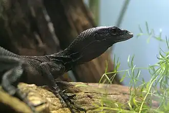 Description de cette image, également commentée ci-après