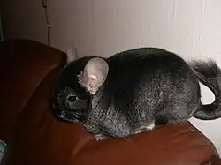 Chinchilla « Black Velvet » (champion norvégien)