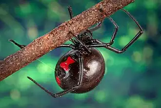 Description de l'image Black widow spider 9854 lores.jpg.