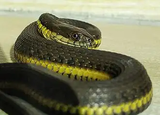 Description de l'image Blackbelly Garter Snake imported from iNaturalist photo 162669277 on 15 November 2021.jpg.