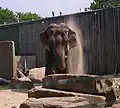 Un éléphant d'Asie
